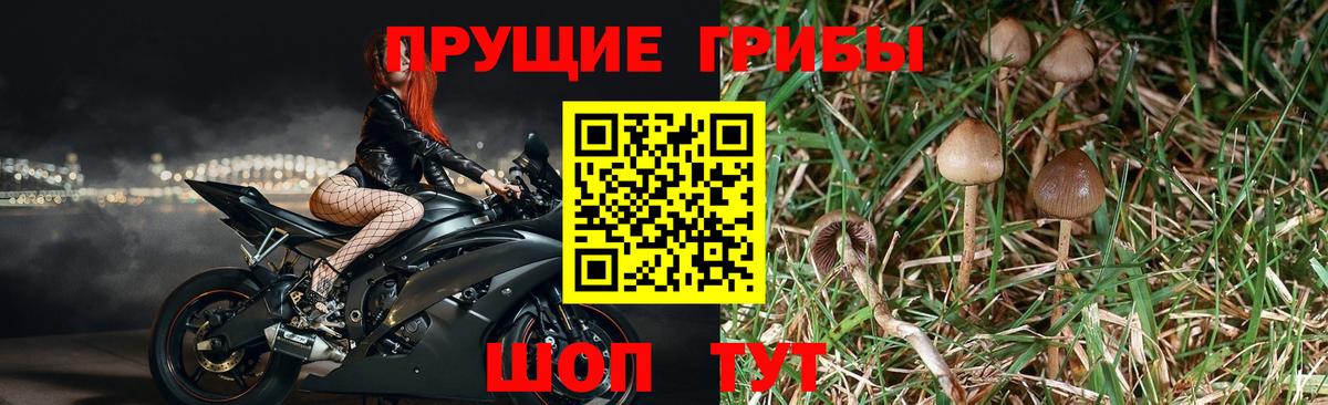 Галлюциногенные грибы мицелий  Кингисепп  Галлюциногенные грибы ЛСД 